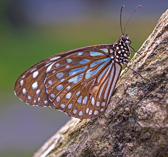 瓜哥FF 100mm F2.8 CA-Dreamer Macro 2X